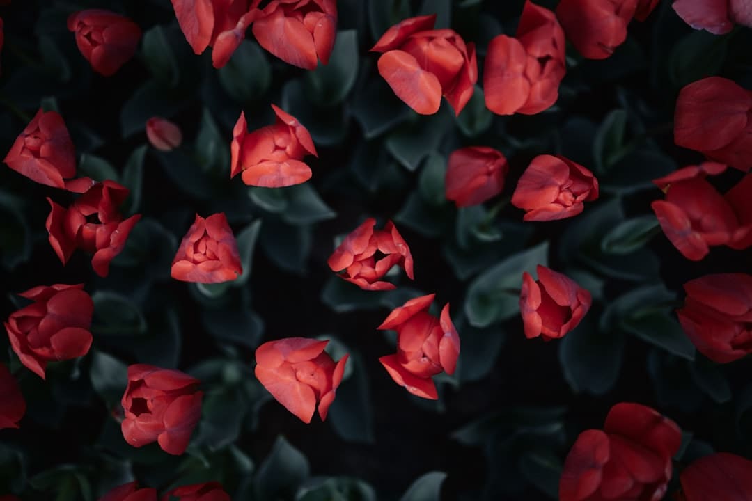 蠊虫是什么虫